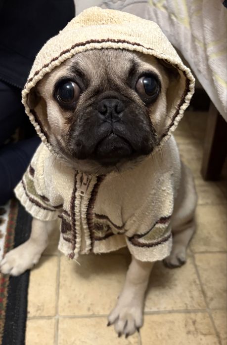 Продам девочку мопса 5 месяцев