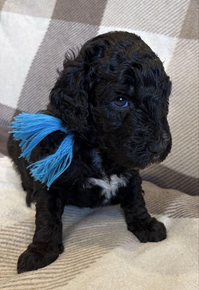 Szczeniak Australian Labradoodle