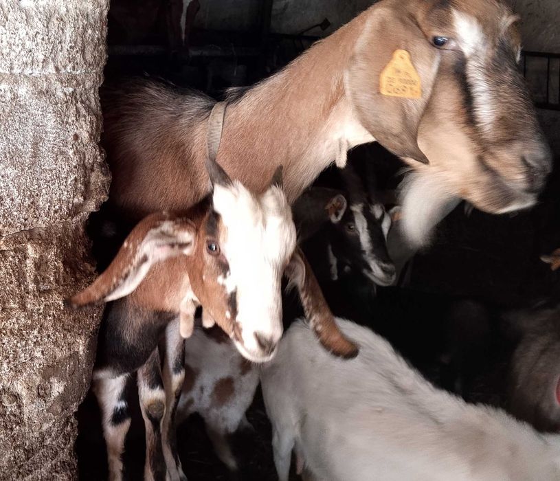 Koza / kozy / kózki