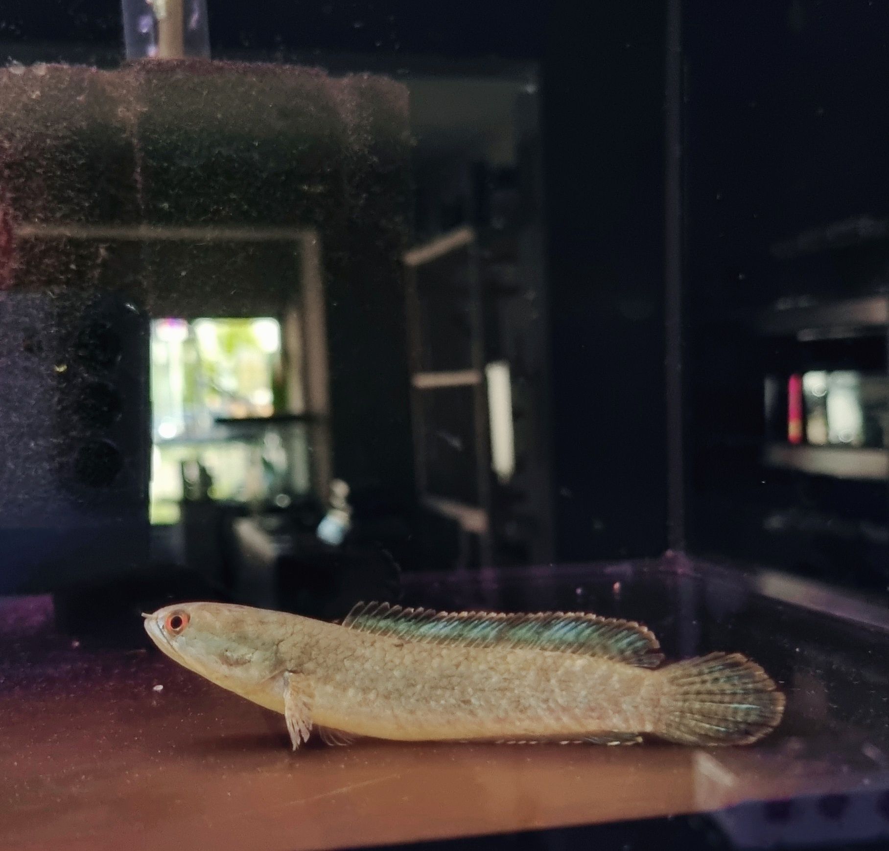 Channa limbata (channa kelaartii)