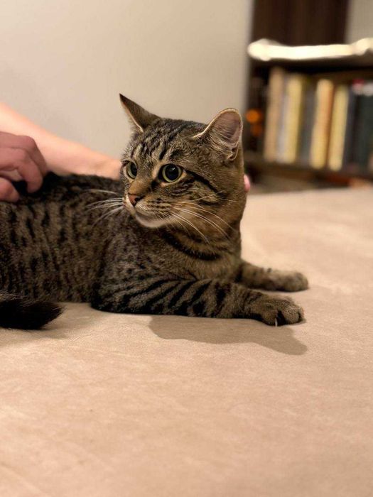 кошеня 8 місяців, лагідний котик,кіт, красивий