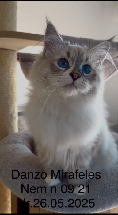 Koty Neva Masquerade i Syberyjskie