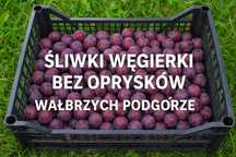 Śliwki węgierki bez oprysków – Wałbrzych Podgórze