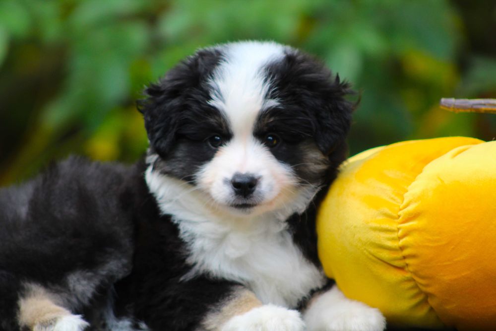 Miniaturowy owczarek amerykański mini aussie MAS