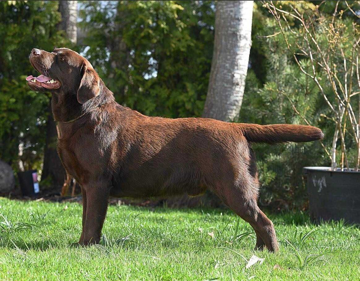 Labrador Retriever szczenie z rodowodem ZKwP, FCI Badania Genetyczne