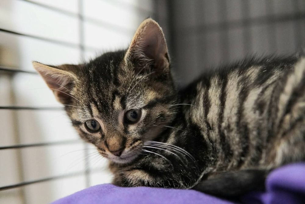 Lilo szuka domu w całej Polsce