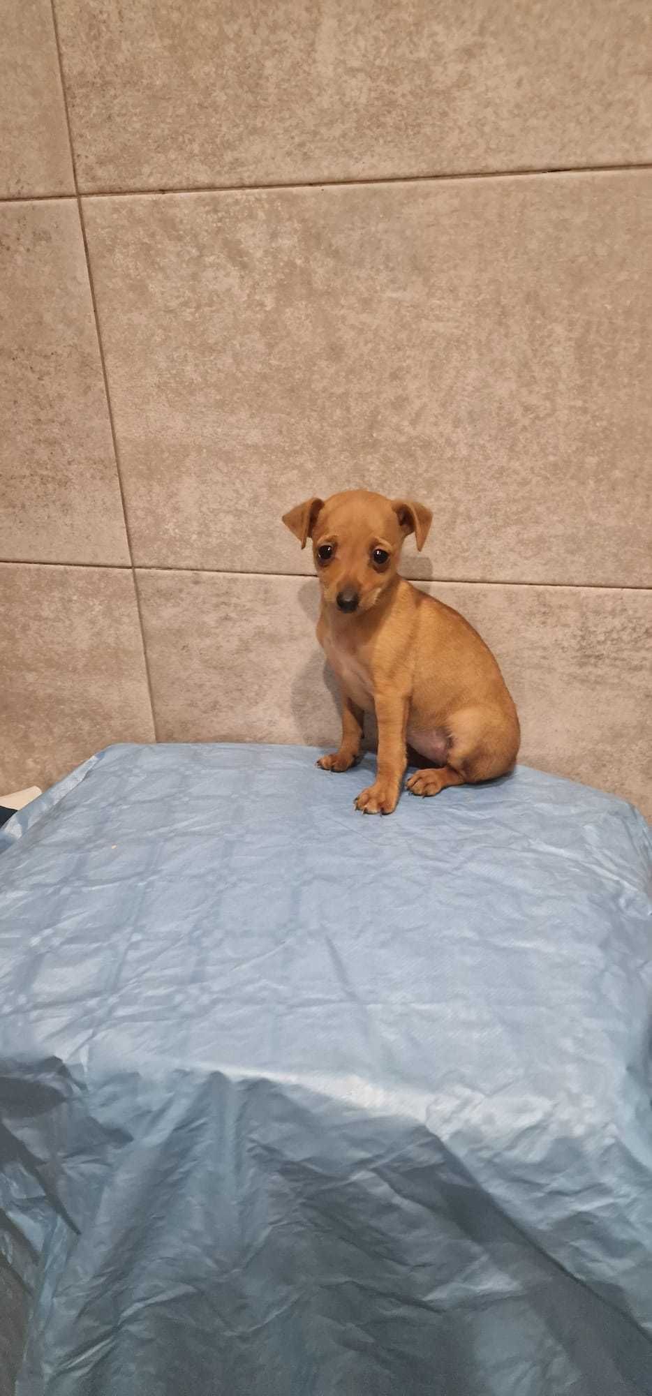 Pinscher Super miniatura