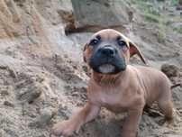 Amstaff spokojna suczka