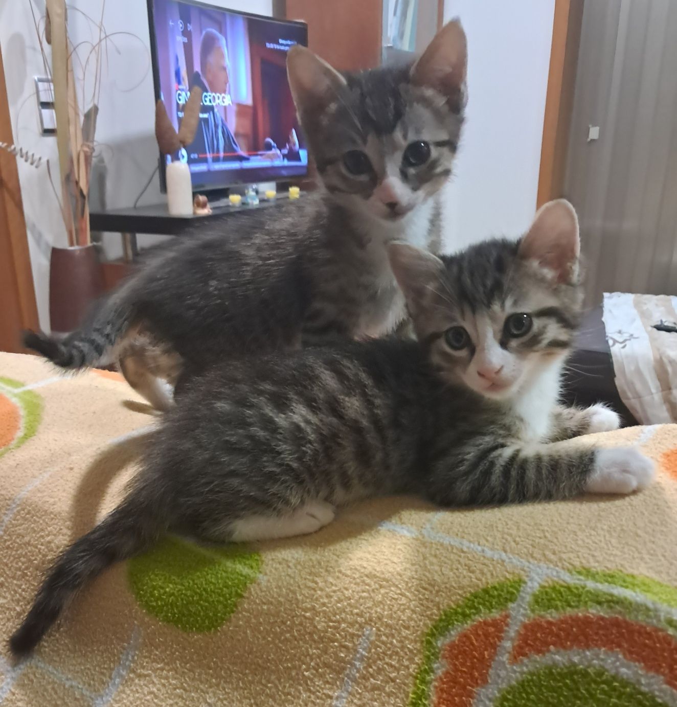 Dou 2 gatinhos machos com 6 semanas