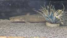 Polypterus lapradei 20/25cm