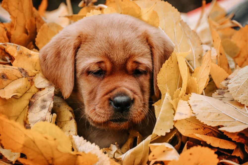 Лабрадор цуценята