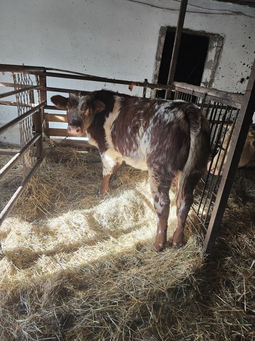 Jałówka, cielę, odsatki