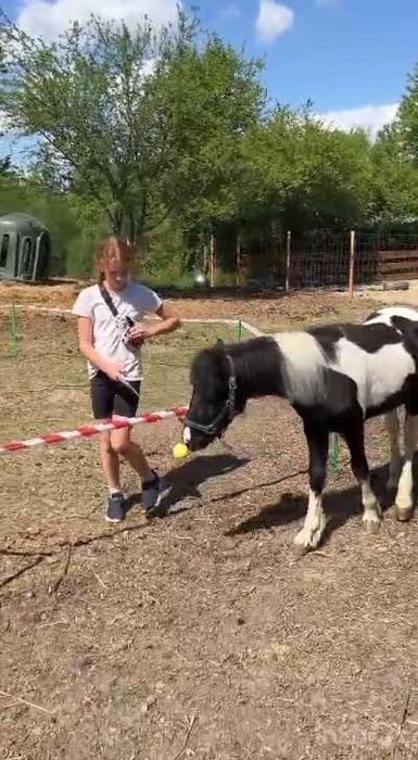 Przepiękna klacz srokata tinker z kucem walijskim