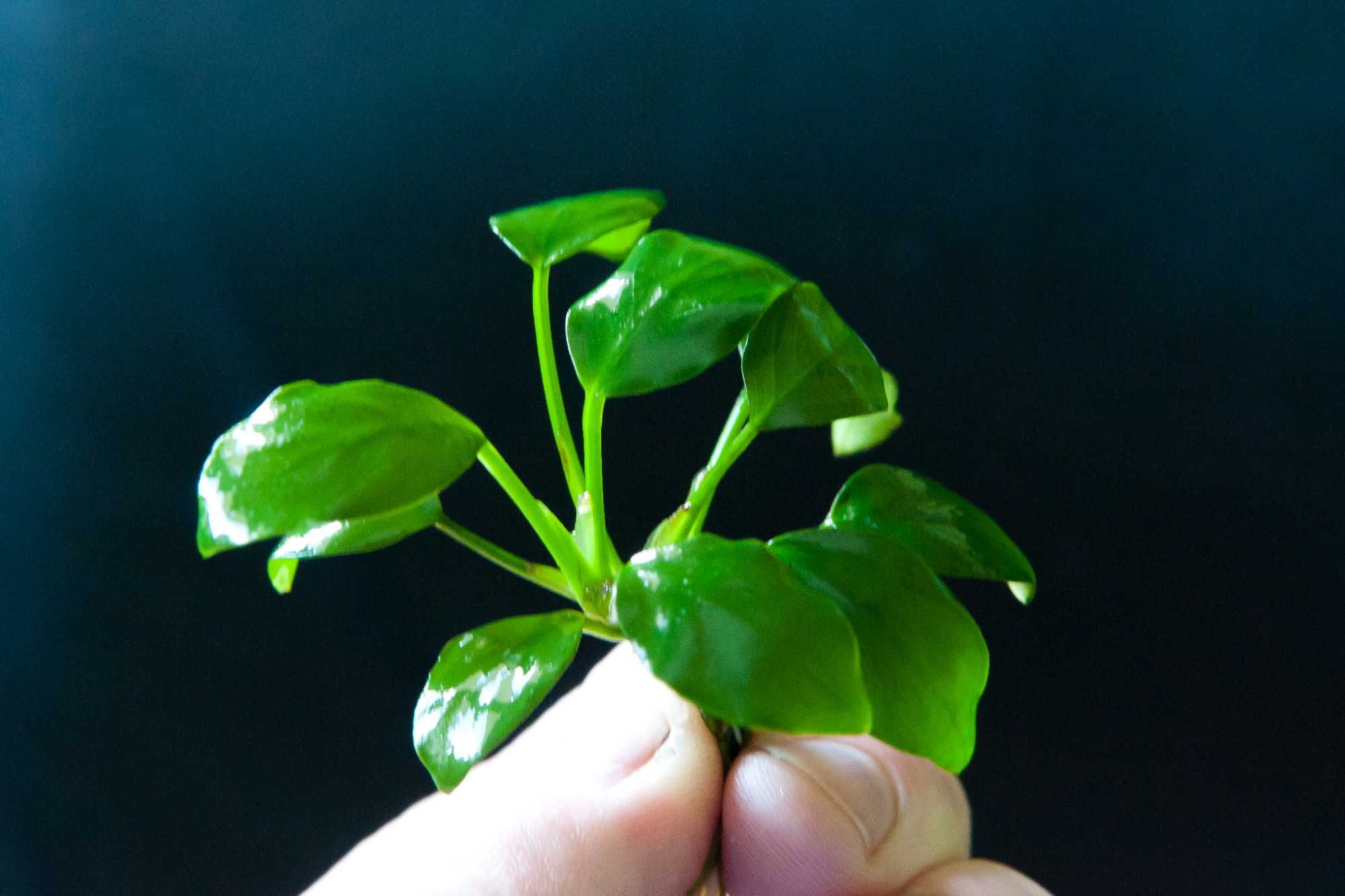 Anubias niski nana KIELCE
