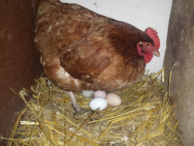 Jajak wiejskie z wolnego wybiegu