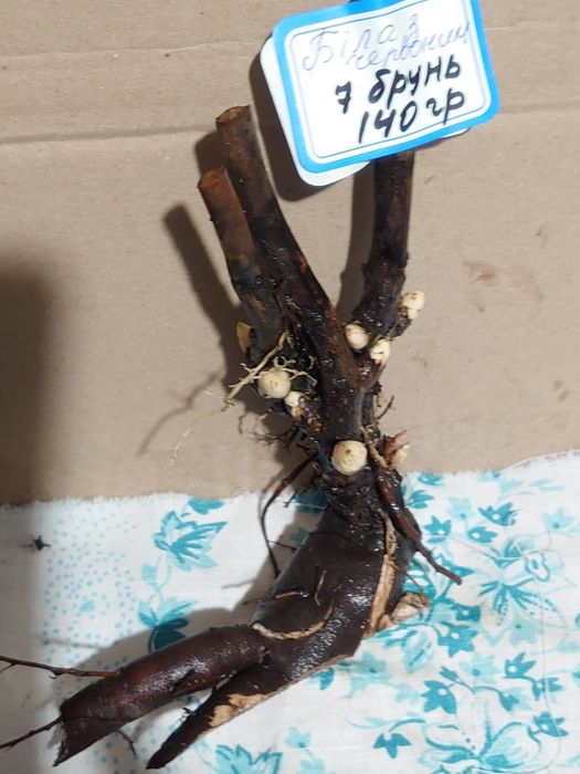 Півонії білого кольору Festiva Maxima, бордова Felix Crousse