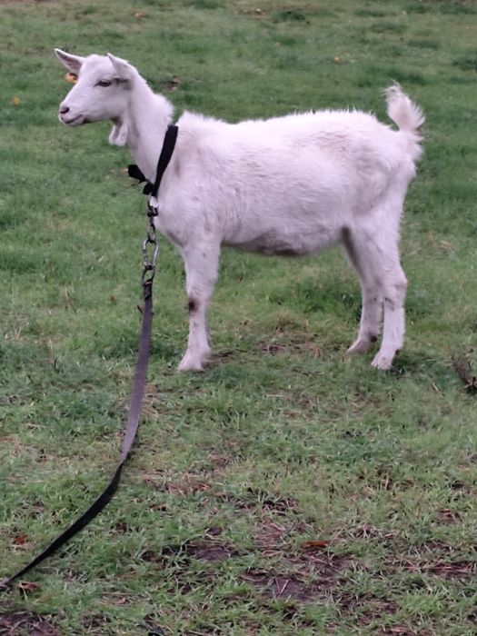 Продаються козенята