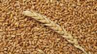 Продам пшеницю власного вирощування