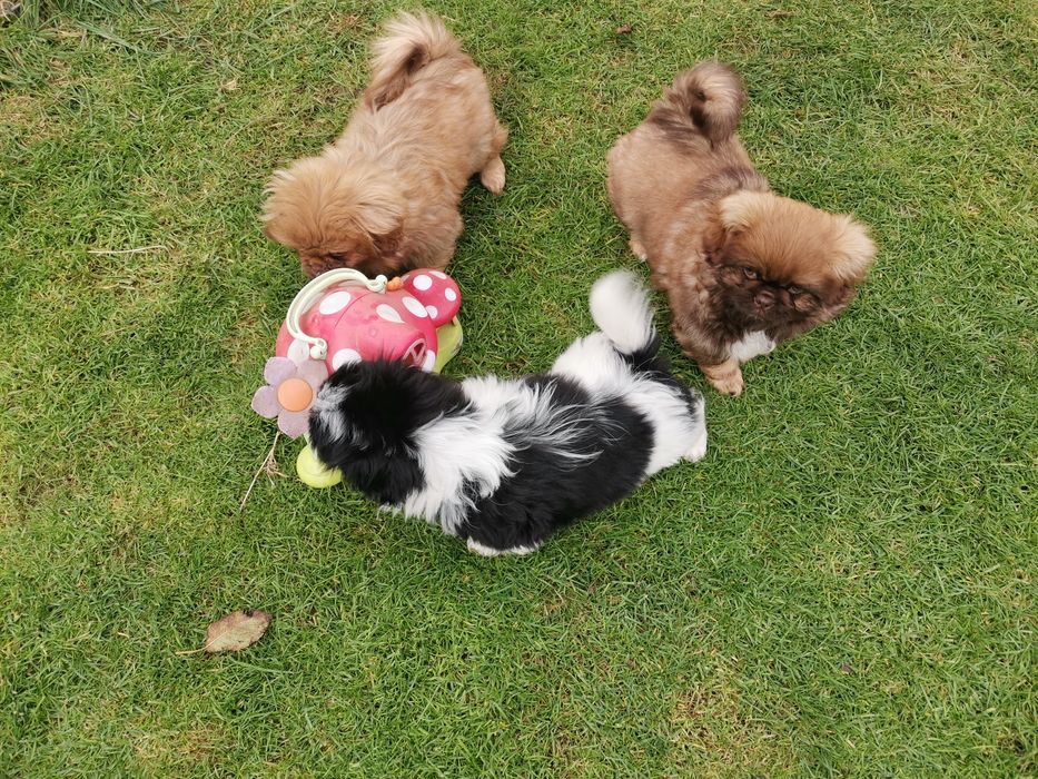 Pekińczyk Pekińczyki  Nie Shih Tzu