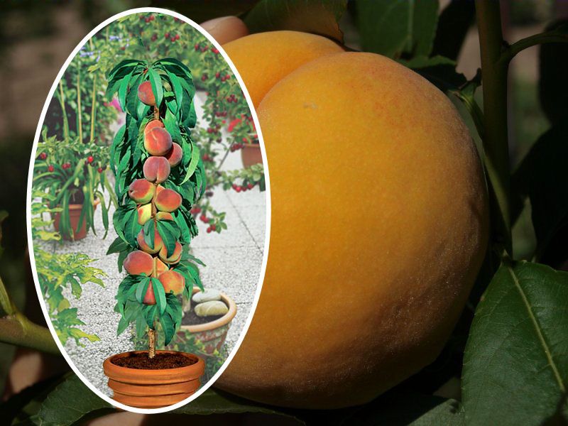 Brzoskwinia kolumnowa, drzewka owocowe, brzoskwinie - Inka, saturn