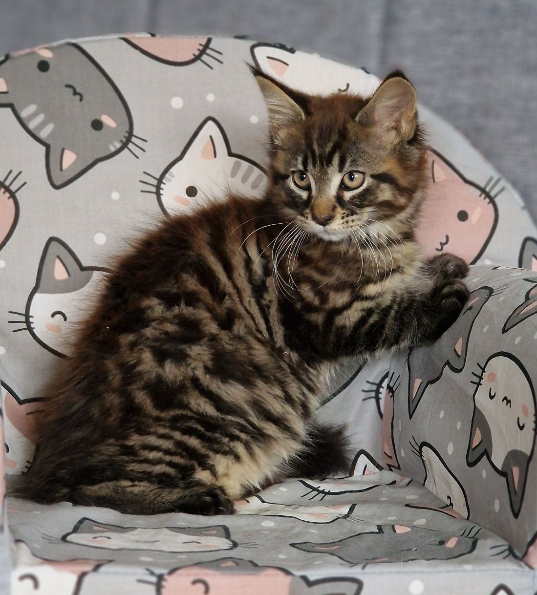 Maine Coon kot gotowy do odbioru