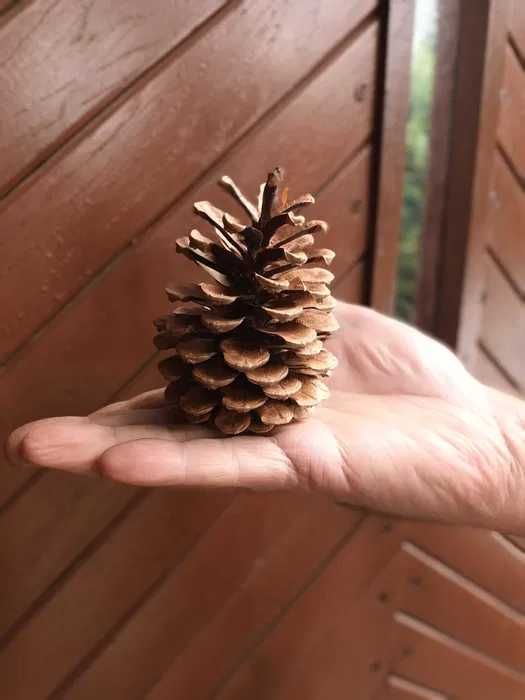 Szyszki sosny czarnej/sosnowe 50 szt  sortowane DUŻE 8-10cm