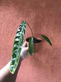 Philodendron Patricia