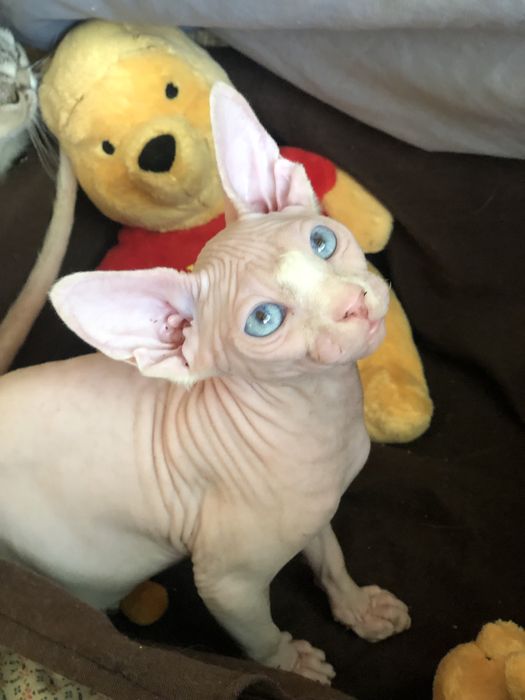 Красивейшая  малышка сфинкс