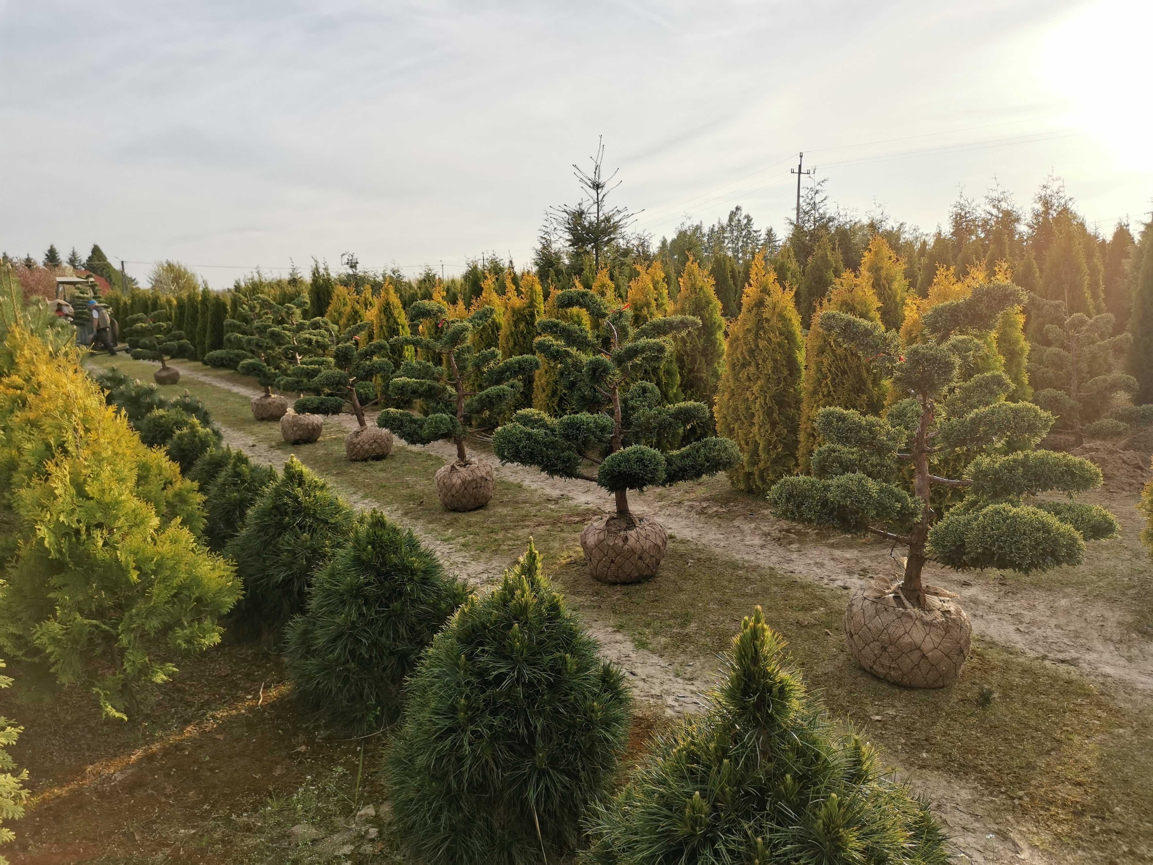 Bonsai, Jałowce strzyżone - piękne okazy