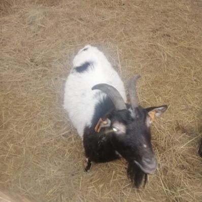 Kózki miniaturki do zabawy dla dzieci, kosiarka do trawy. 7