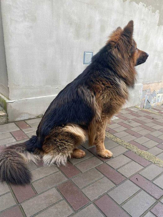 Пропоную кобеля вівчарки для в'язки