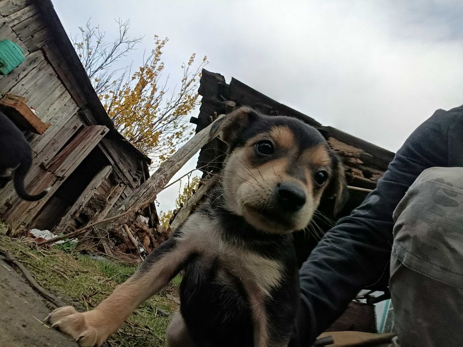 Віддам в добрі руки песиків хлопчик і дівчинка 2місяці ,їдять вже самі