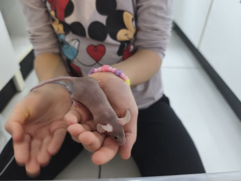 Mysz, myszka rasowa, myszy, myszki rasowe, bezwłose samiczki