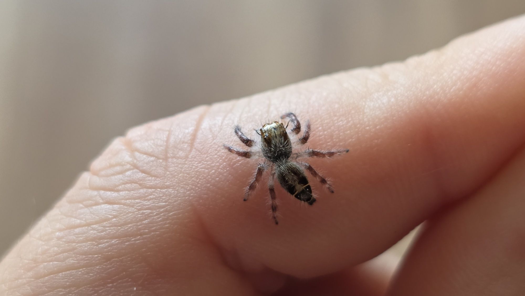 Hyllus Diardi L2/L3/L4 - jedne z największych skakunów
