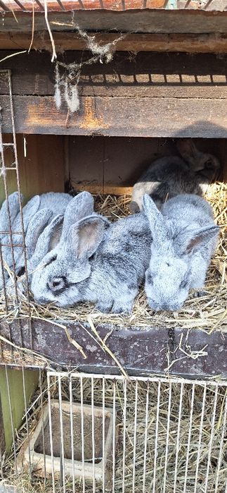 Sprzedam króliki jasnosrebrzyste wjs