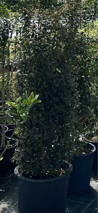 Eugenia Myrtifolia Newport - 1,50 metro