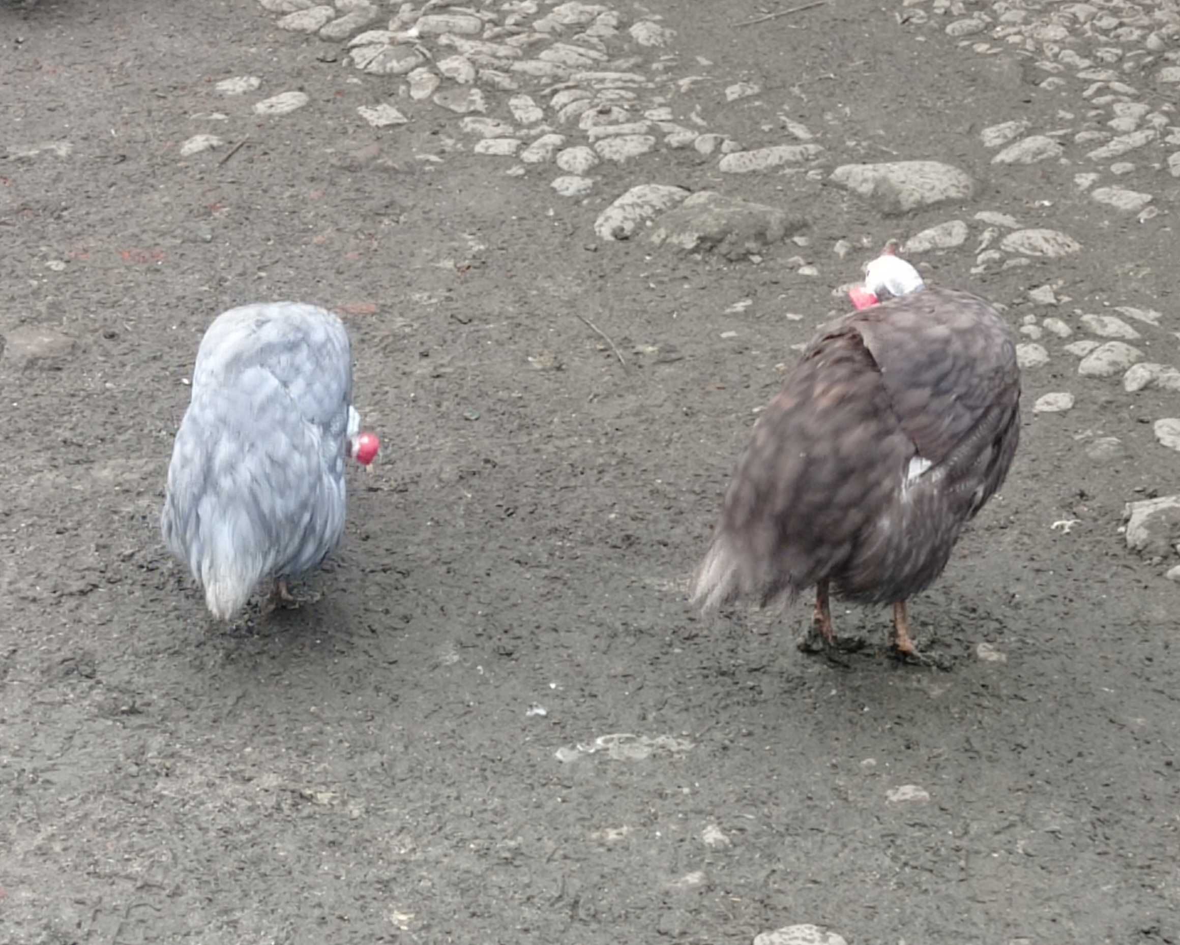 perliczki,perliki,perlice