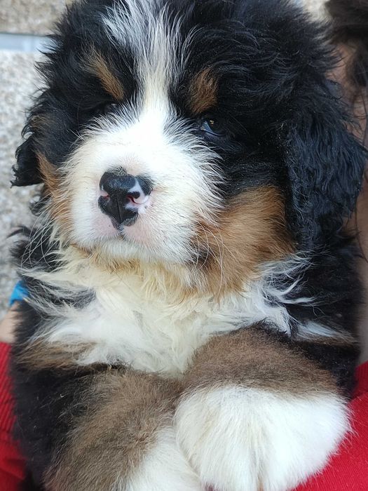 Bouvier Bernois LOP AFIXO