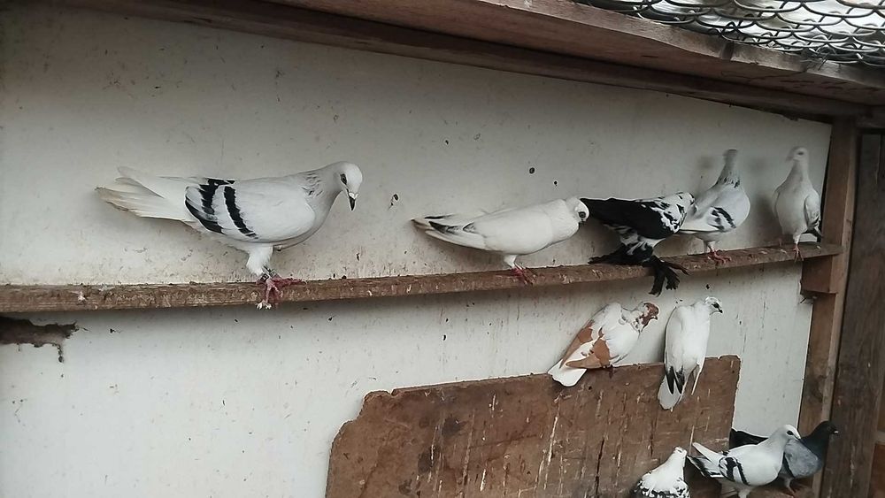 Sprzedam golebie z lotu