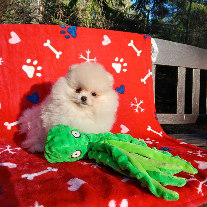 Piękna suczka, zadbana, info instagram