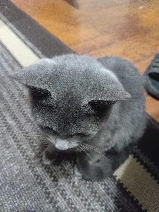 Віддам безкоштовно британську короткошерсту кицю