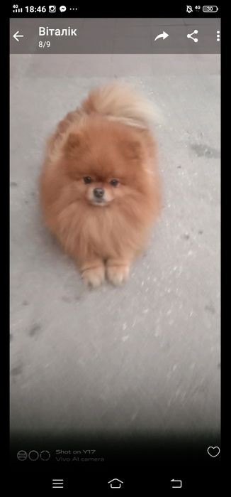 ВЯЗКА. Кобель. Померанський шпіц