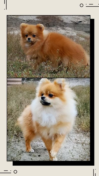 Померанский шпиц