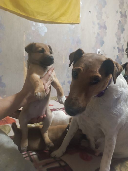 Цуценята.Фокс тер'єр метиси,дівчатка.Собака