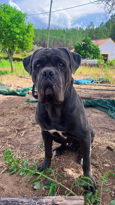 Cane Corso Italiano – 2 anos – para adoção responsável