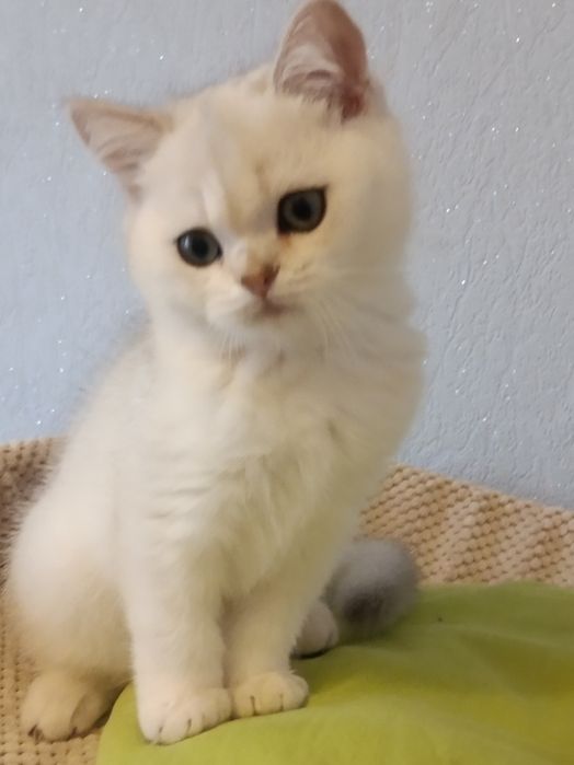 Кому таке пухнасте щастячко