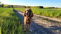 Spaniel do adopcji