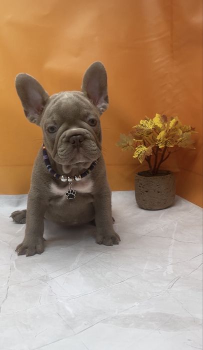 Мальчики есть выбор