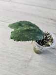 Hoya undulata Black