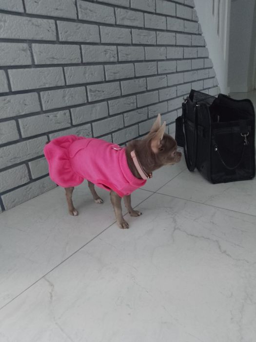 Ubranko _Sukuenka rozm.S ( do 3 kg) NOWE